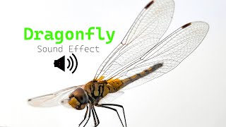 Dragonfly Sound Effect  Dragonfly buzzing sound [upl. by Aciretehs]