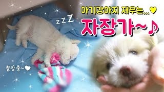 2시간 재생 아기 강아지 꿀잠자는 자장가 lullaby for a puppy [upl. by Ashlen765]