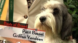 Petit Basset Griffon Vendeen  Bests of Breed [upl. by Nonie]