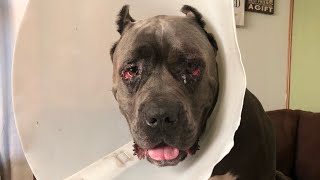 Cane Corso Entropion surgery [upl. by Ahcim925]