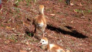 2 Sandhill Crane Chicks  7 Days Old Lakewood Ranch FL 0310 [upl. by Aven]