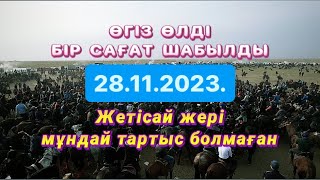 Жетісай ауданы Жұмабековтер әулетінің елден бата алу той көкпары 28 11 2023 Жетисай кокпары [upl. by Waller]