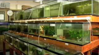 Urban Aquaculture Fish Farming in the City [upl. by Runck]