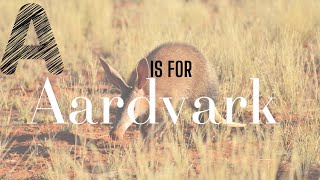 A is for Aardvark  The Aardvark Song [upl. by Akihsat]