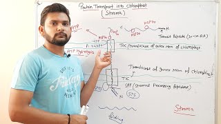 Protein Transport into ChloroplastStromaCSIR NET [upl. by Calvert333]