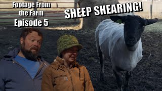 Footage From The Farm Episode 5  Sheep Shearing [upl. by Los380]