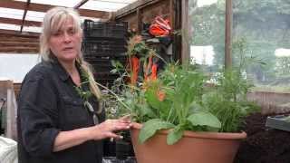 How to plant up a patio pot with summer bedding [upl. by Saberio]