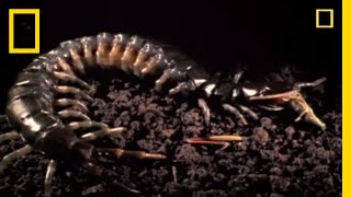 Snake vs Centipede  National Geographic [upl. by Sedruol]