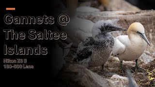 Gannets at The Saltee Islands [upl. by Harolda]