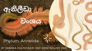 Kingdom Animalia  Phylum Annelida  ඇනිලීඩා වංශයAL biology lessons in sinhala live stream biology [upl. by Evvy414]