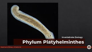 BIO 11604PLATYHELMINTHES flatworms [upl. by Maletta]