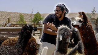 ALPACA SPITS ON ME  Mitzpe Ramon Israel [upl. by Anahsit907]