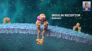 Glucose and Cells Glucose Transporter How Insulin Gets Glucose Into a Cell [upl. by Lemuela]