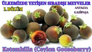 Ketembilla meyvesi Ulkemizde Yetisen Siradisi Meyveler 1Bolum Ceylon GooseberryDovyalis hebecarpa [upl. by Celie]