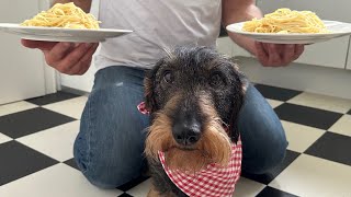 Dachshund loves spaghetti [upl. by Fons]