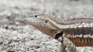 Lava Lizard Push Ups San Cristóbal [upl. by Theda]