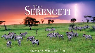 The Serengeti 4K  Scenic Wildlife Film With African Music [upl. by Lethia]