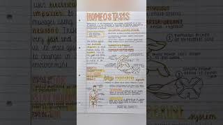 Homeostasis PHYSIOLOGY [upl. by Auohc]