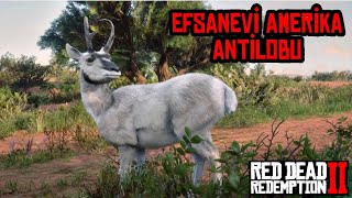 EFSANEVİ AMERİKA ANTİLOBU  LEGENDARY PRONGHORN  RED DEAD REDEMPTION 2 [upl. by Nelrsa]