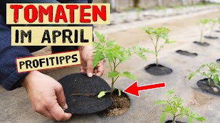 Tomaten im April  Das gibt es jetzt zu tun Später Aussaat Pikieren Pflanzen vor Kälte schützen [upl. by Jago]