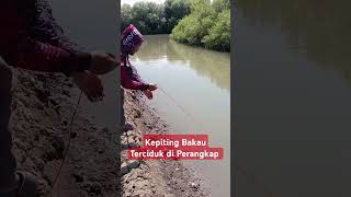 Kepiting bakau terciduk fishing mancing kepitingbakau perangkaptradisional [upl. by Enirhtac227]