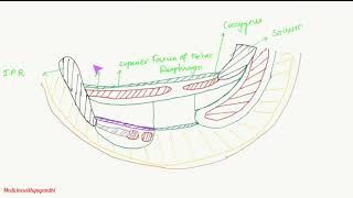 ISCHIOANAL FOSSA2RecessesPerineumPelvisAnatomy [upl. by Elbon]