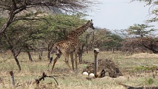 Giraffe And Ostrich Giving Birth In The Wild [upl. by Kinom]