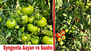 syngenta Aayan vs syngenta Saaho  Praveen Thakur [upl. by Femi576]