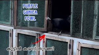 അങ്ങനെ കാട്ടുകോഴികൾ കൂട്ടിൽ കയറി തുടങ്ങി 💥Purple Guniea Fowl  Poultry Farming  Farming [upl. by Adiahs396]