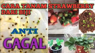 Cara tanam strawberry dari biji yang lengkap dan anti gagal UjmPwdFarm [upl. by Lenaj]