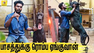 குழந்தையை பாத்துக்குற மாதிரி பாத்துக்கணும்  All About Dogs EPISODE  1  The Great Dane [upl. by Hayila455]