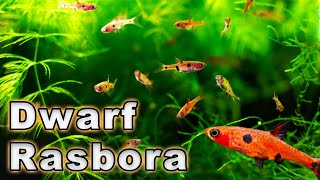 An Amazing Nano Fish Dwarf Rasbora Care and Breeding Boraras maculatus Species Profile [upl. by Analed]