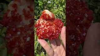 “Stunning Vanadinite specimen from Mexico 🔥 The vibrant redorange crystals [upl. by Gearalt]