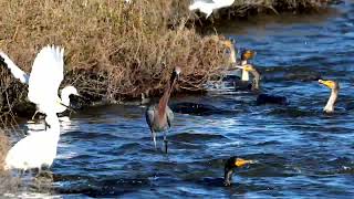 Reddish Egret in Feeding Frenzy [upl. by Eelrihs]