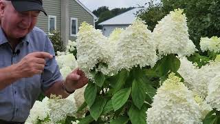 Complete Guide To Enjoying Panicle Hydrangeas  Hardy EASY To GROW amp Incredibly BEAUTIFUL 👍👏😊💚 [upl. by Farwell]