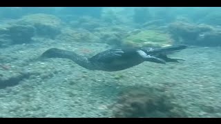 Flightless cormorants diving and looking for food [upl. by Gnehp]