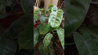 Philodendron plant tips youtubeshorts plants houseplants [upl. by Atiniuq]