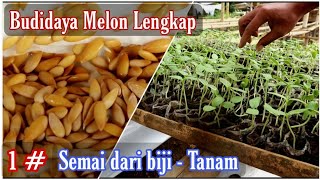 Cara menanam melon dari biji tutorial menyemai benih di polybag [upl. by Cate]