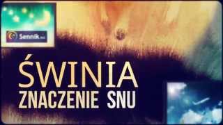 Sennik Świnia  Co Oznaczają Sny o Świniach  Sennikbiz [upl. by Girovard]