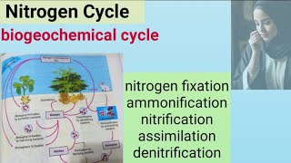 nitrogen cycle diagram  nitrogen fixation  ammonification  nitrification  assimilation  denitri [upl. by Fredric542]