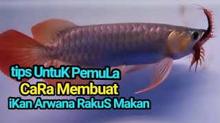 CARA MEMBUAT IKAN ARWANA RAKUS MAKAN [upl. by Fayth]