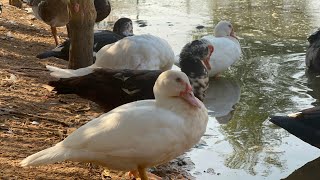 Cambodian Muscovy Ducks Farm [upl. by Colfin226]