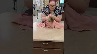 Kitty purrito 🙀vettechlife [upl. by Aicilanna]