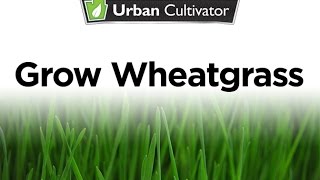 Grow Wheatgrass At Home [upl. by Arevle]