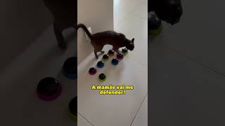 Ele até apelou pra mamãe 😂 gatos gatosfofosgatofalante gatoquefala trigatos theycantalk [upl. by Sharron]