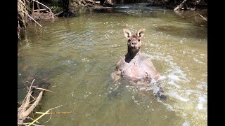 Kangaroo With Bulging Biceps Bathes In Creek [upl. by Udenihc]