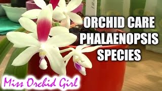 Orchid care  How to care for Phalaenopsis summer blooming species [upl. by Lindeberg21]