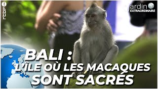 Bali lîle des macaques sacrés 🌏  Le Jardin Extraordinaire [upl. by Scarito]