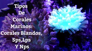 🔵 Tipos De Corales MarinosCorales BlandosSpsLps Y Nps Acuarios MB [upl. by Ynohtnaleahcim]