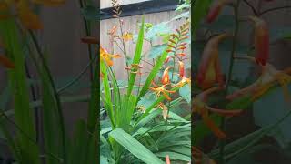 montbretia flowers shorts shortvideo short youtubeshorts nature flower orangeflower [upl. by Nadia41]